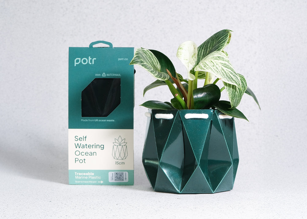 Geometric green plant pot with a plant and 'potr' packaging on a light gray background